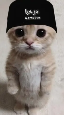 ramekan pp kucing