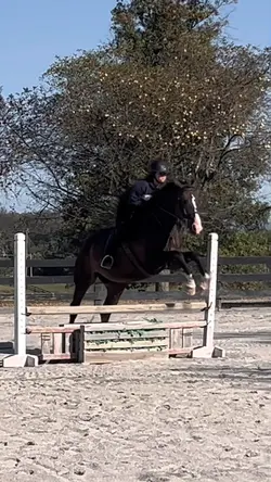 Horsey 🥹 | ADD 1 🔆