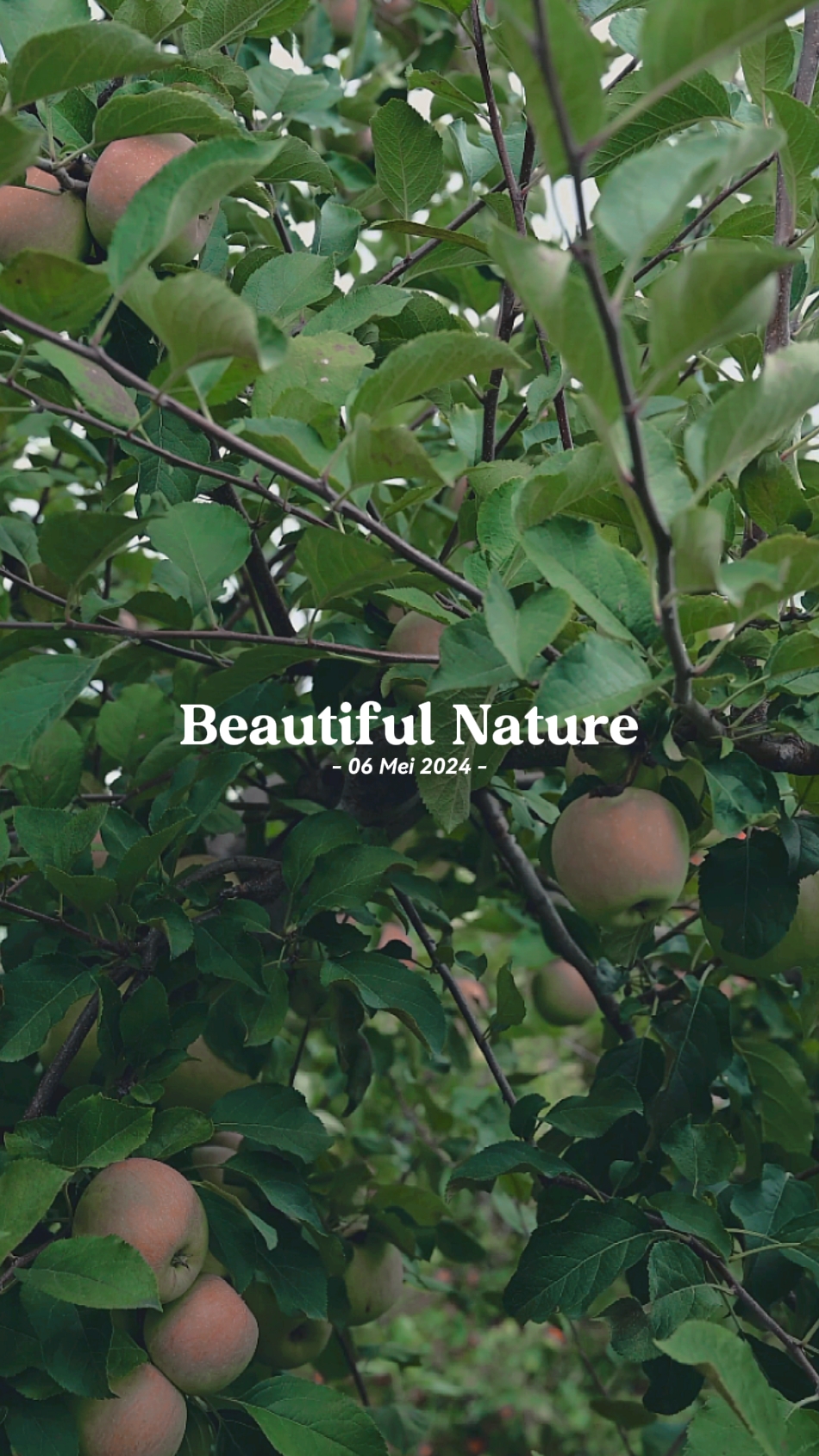 beautiful nature