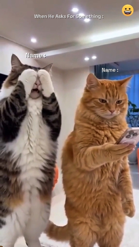 Gato gracioso. 