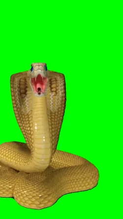 kobra