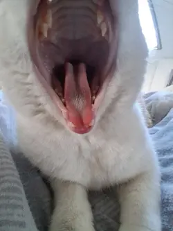 a dinosaur