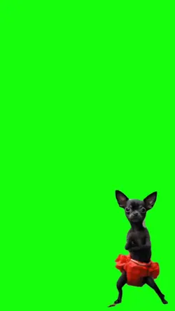dog trend