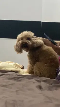 Doggie