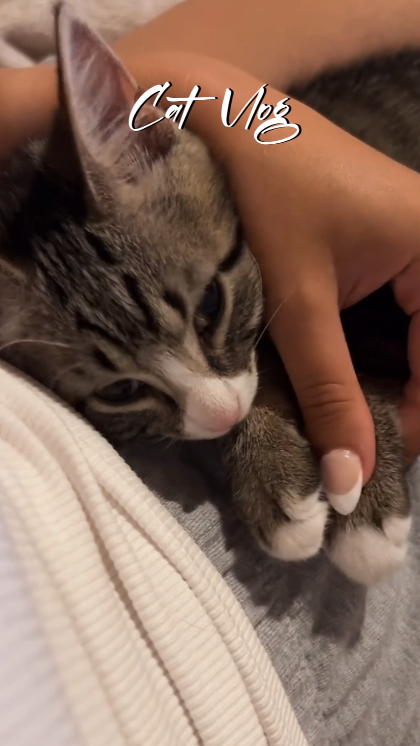 vlog kucing