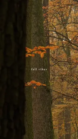 fall vibes