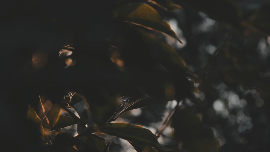 PHONK X CINEMATIC 