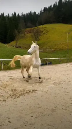 WHAT IN THE HANDSOME