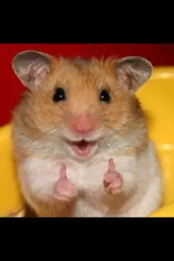 Hamster meme
