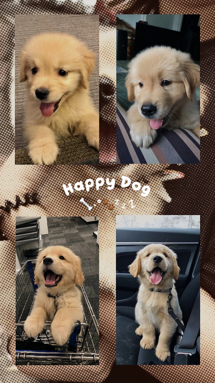 Colagem De Cachorro Feliz