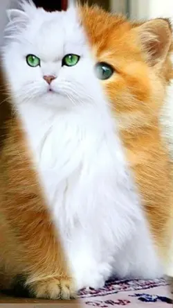 is piyar se meri trf