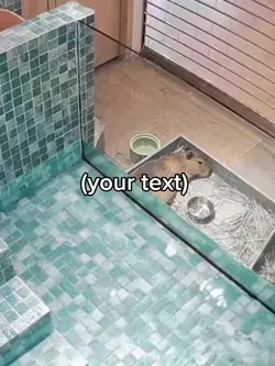 Capybara gone wron 2