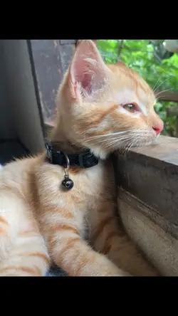 ไลฟ์โฟโต้