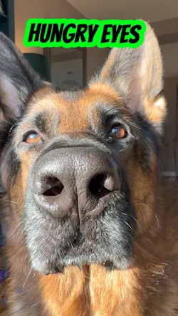Hungry eyes