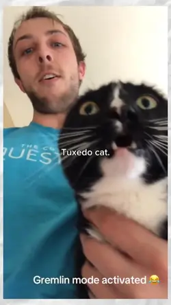 tuxedo cat