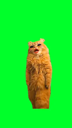 APT Cat