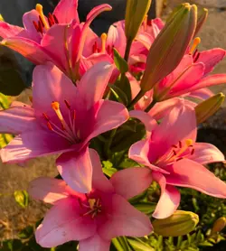 Flowers <33