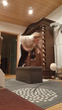 Therian slowmo