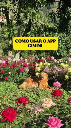 APP GIMINI