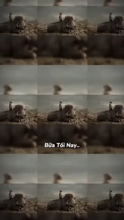Món Ăn Của Bữa Tối