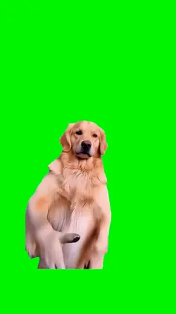 dog handshake