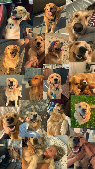 Mis mascotas