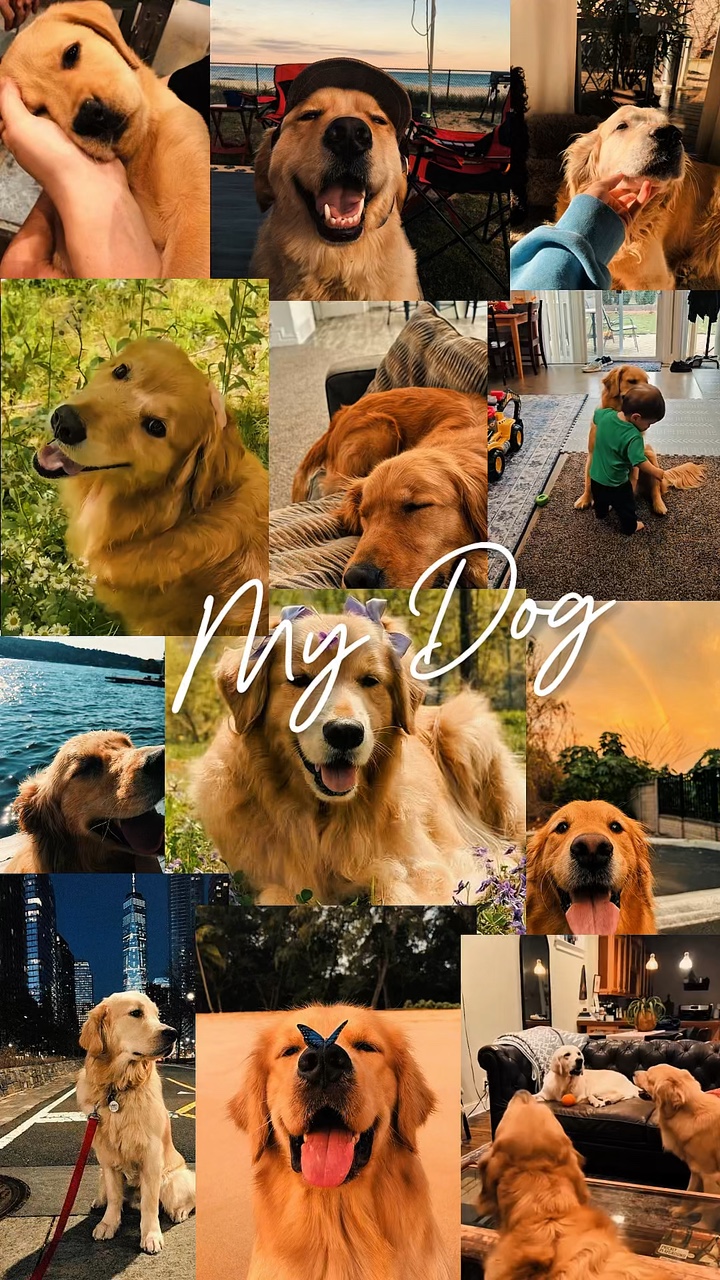 Mein Hund