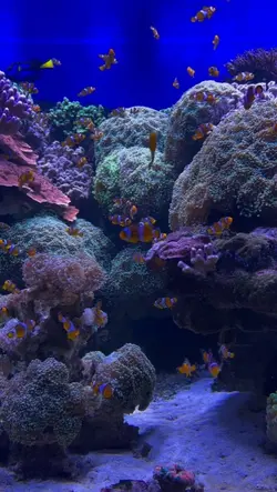 ไลฟ์โฟโต้