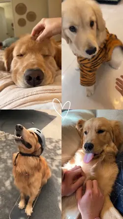 My pets 