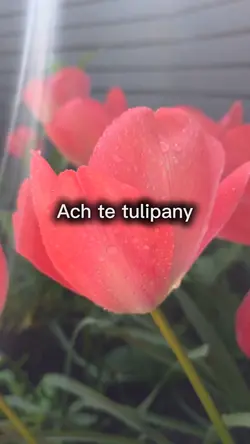Ach te tulipany