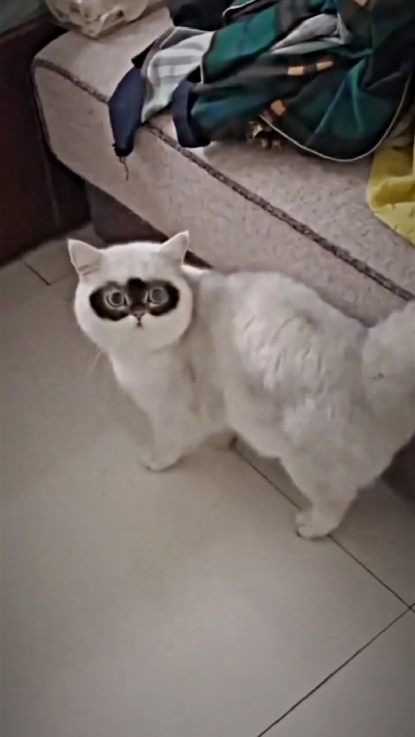 pap pap papipapap