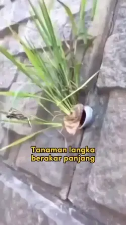 langka