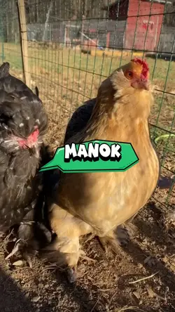 Manok 😂