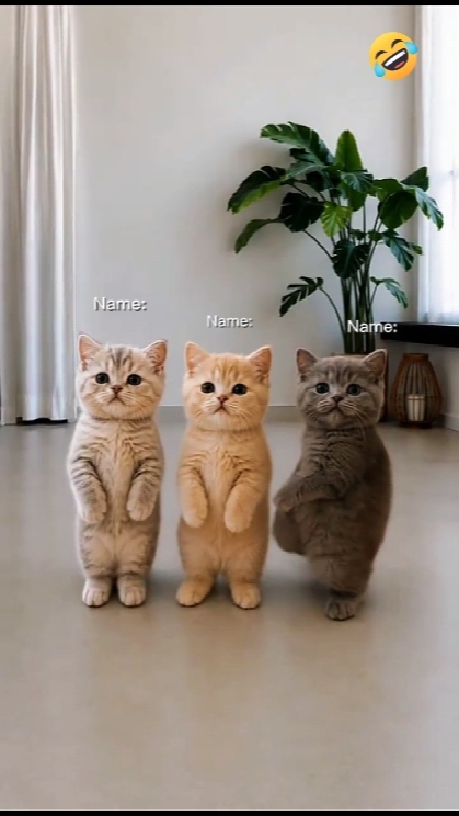 Tendance chat dansant