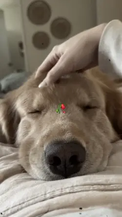 Rip My Dog Too