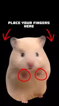 funny hamster meme 