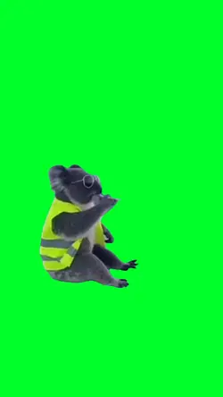 Chilling koala