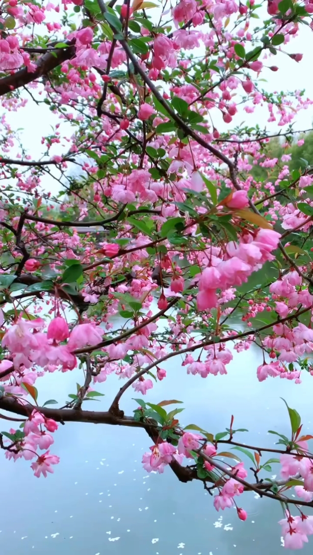 #ดาวเรืองดาวโรย#