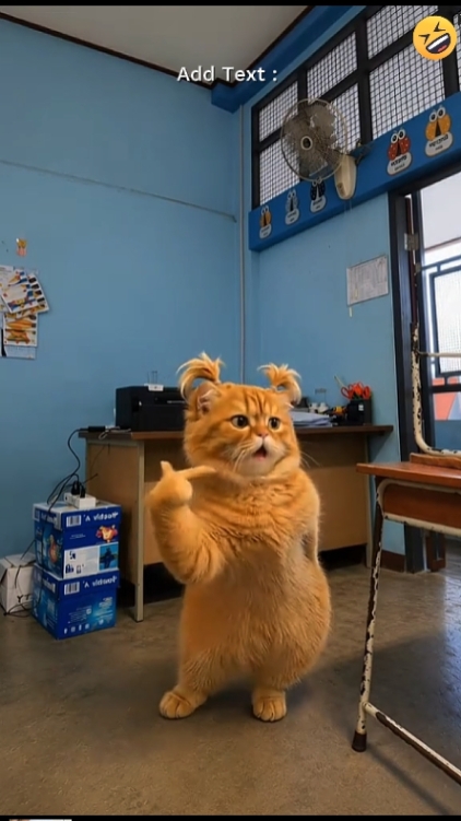 Gato gracioso