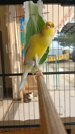 kicau mania