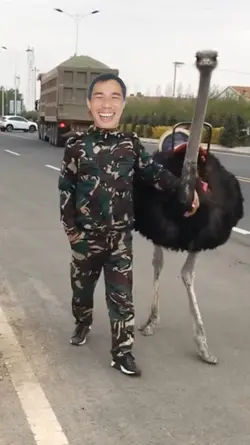 Pet đà điểu