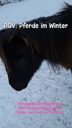 Pferde im Winter