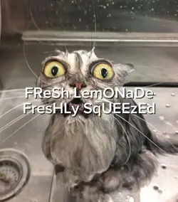 Fresh Lemonade