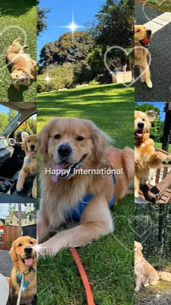 International DogDay
