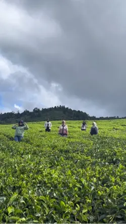 Kebun Teh