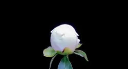 哦，上帝，哦，上帝