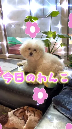 今日のわんこ