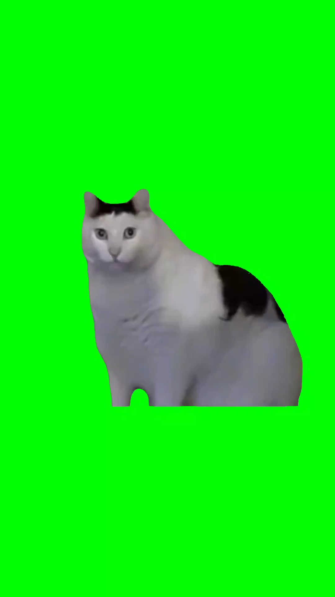 HUH CAT MEME