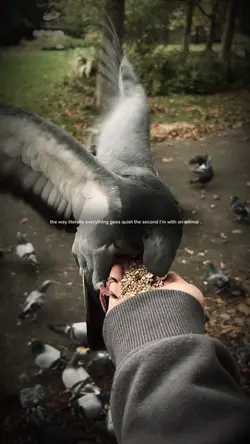 Pigeon :3
