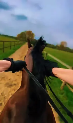Bay horse gallop